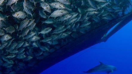 海豚总撕开渔网偷鱼，为了阻止，科学家往渔网抹辣椒素，但是没用