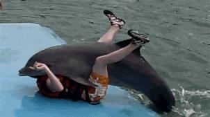 海豚|憨厚可爱的海豚竟然是“变态”，美国每年至少有14人被海豚侵犯，而且不分男女！