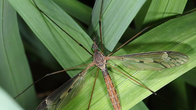 人类一生之敌——蚊！！！