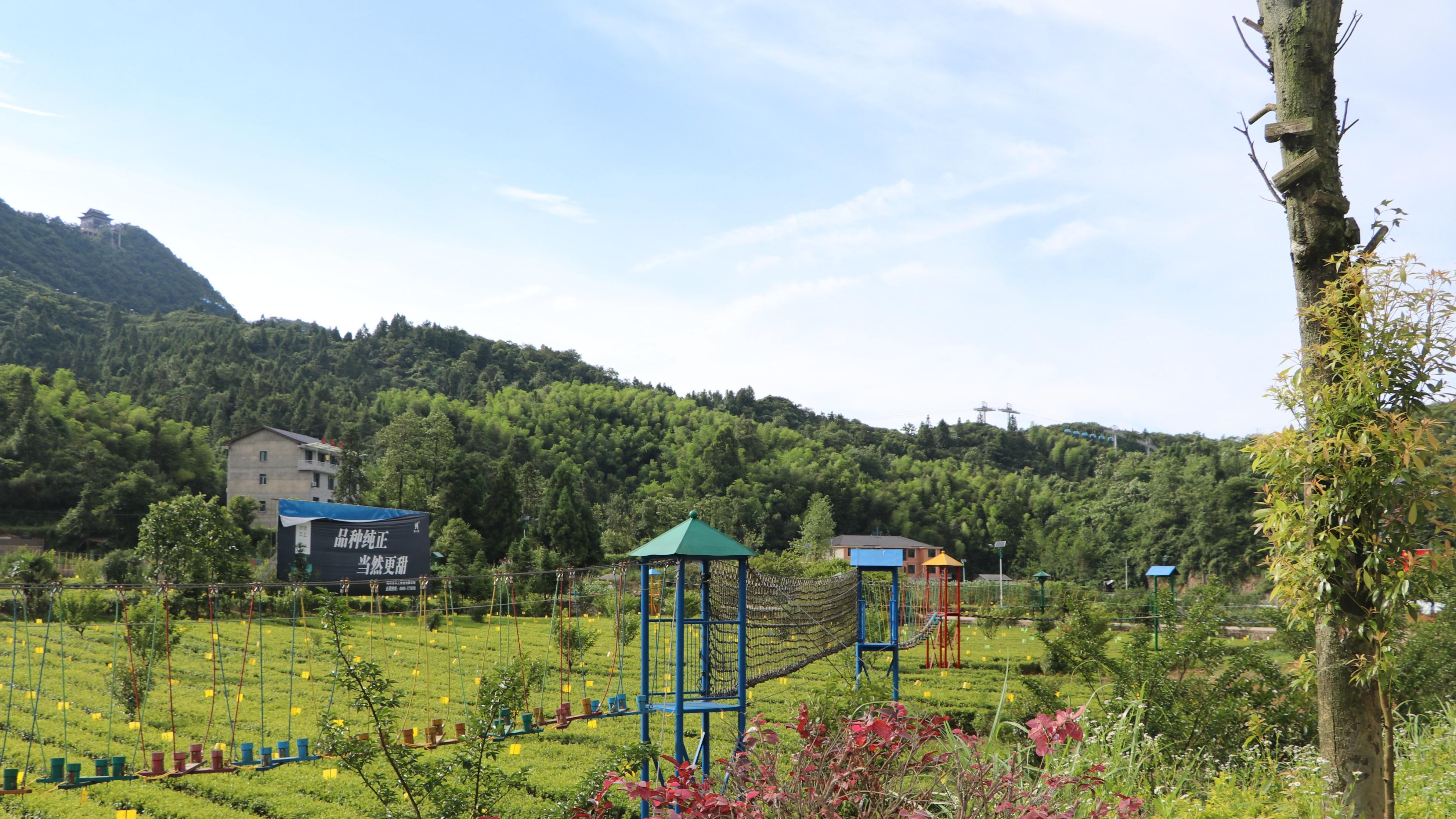 茶园|云台山茶园穿越，李亮主导建设的游玩设施