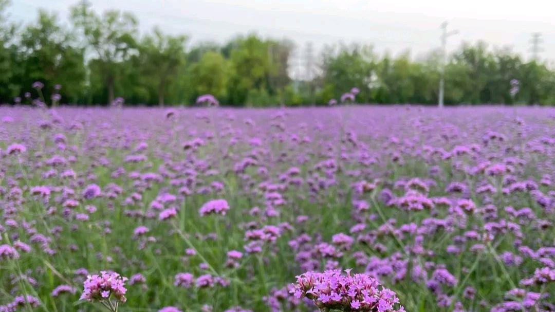 |天津紫色花海来了！曾经的渣土堆变身万平米的花海，神秘而浪漫