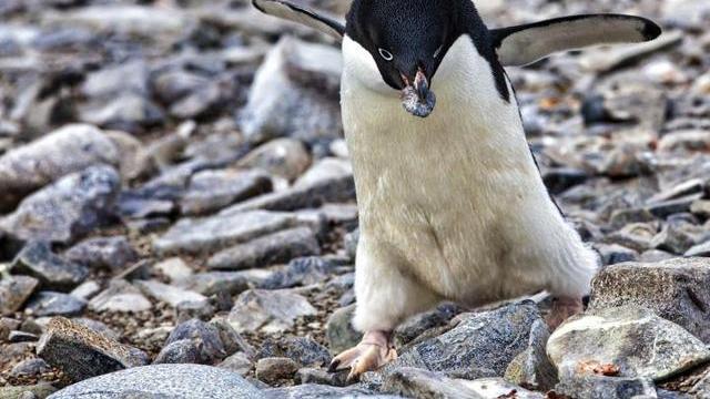 企鹅原来是这样的鹅，为了一块石子，出卖自己的灵魂和肉体
