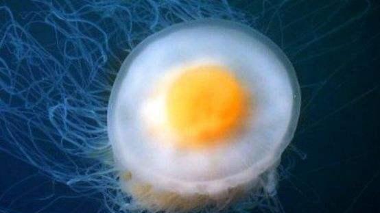 海洋中诡异的“荷包蛋”