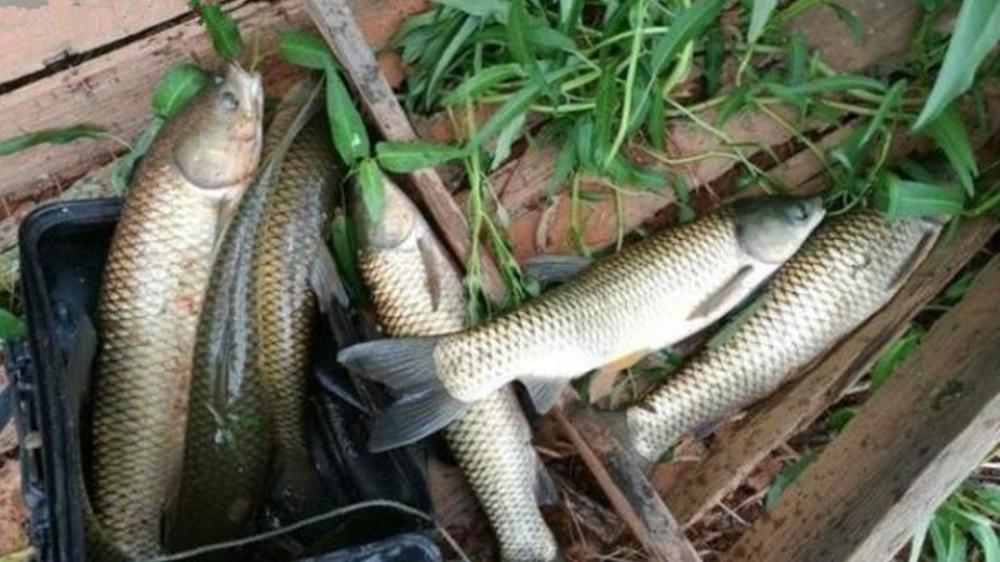 鳊鱼|钓鱼技巧：目标鱼不同，调漂不是一个路数，每种鱼都有最佳调漂