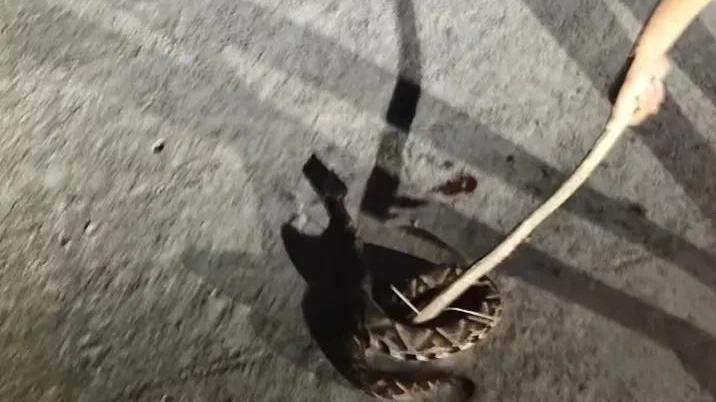 蛇为什么老是盘着睡觉呢？