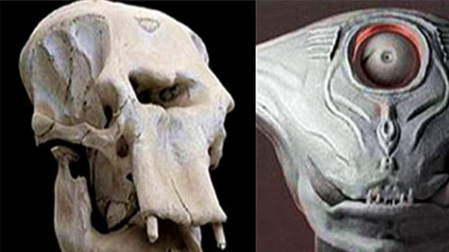 动物们的头骨与外形反差有多大？和预计的差太多了吧