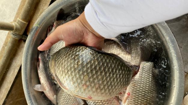 饵料|钓鱼挡口咋办？从原因到结果，一点点分析给你看！