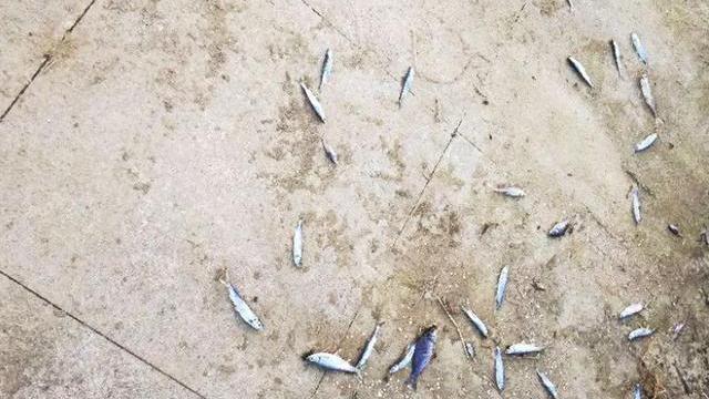 |为什么许多人喜欢把钓到的小鱼扔在岸边，而不是放掉？有何利弊？