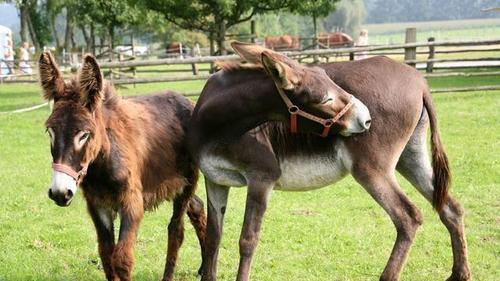 打破生殖隔离！这些乌鸦用了40万年，证明达尔文犯了错误