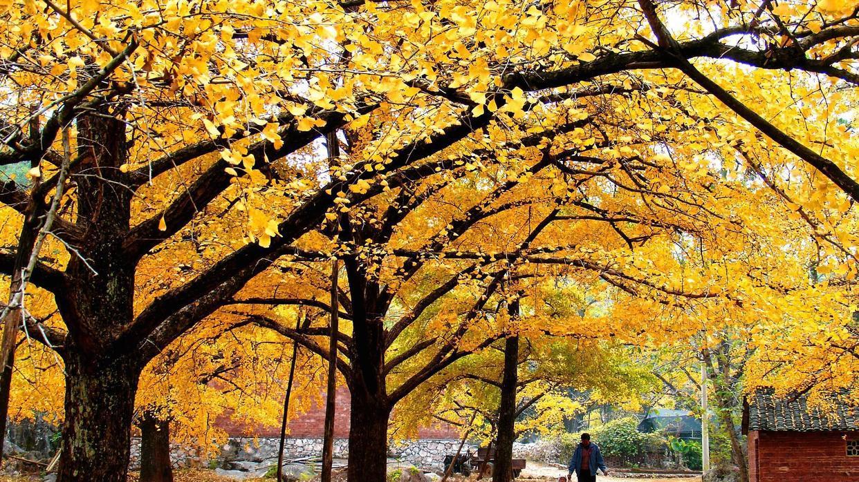 |广西秋天10个最美景点：一个抬眸就能邂逅浪漫的七彩秋色，心动吗