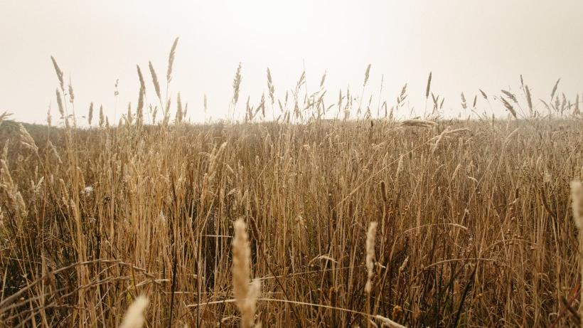 |爱情中，无怨无悔的三星座，忠贞不渝、生死相随