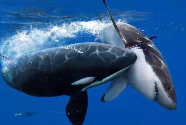 外表乖巧的虎鲸，凭什么能秒杀大白鲨？很多人对虎鲸并不了解