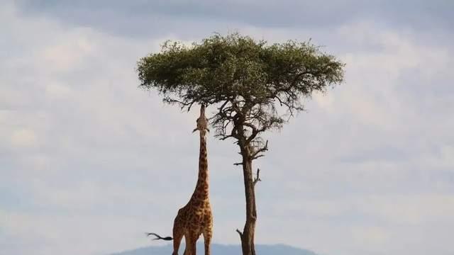 作为陆地上个子最高的动物，长颈鹿有没有天敌？