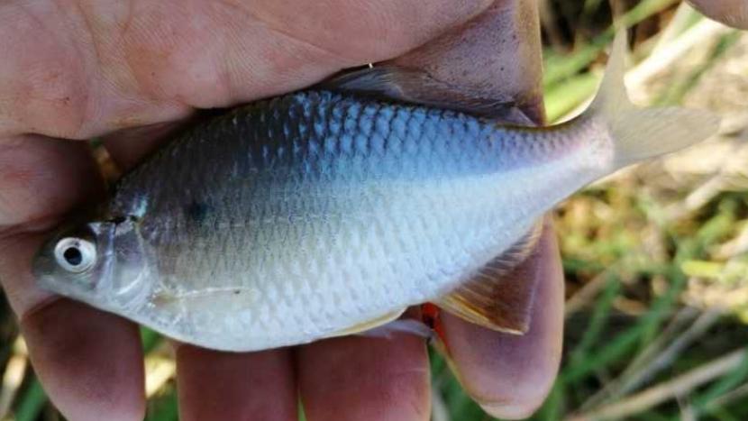 饵料|老钓友的经验，为新钓手铺平道路