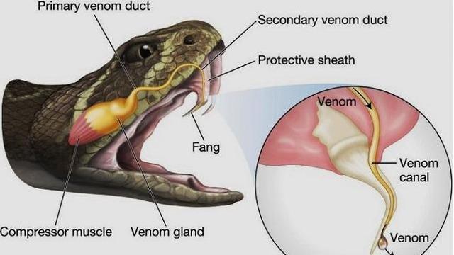 我国毒性排名前五的毒蛇是哪五种？它们有多毒？
