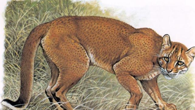 绵阳大熊猫国家公园内发现“火虎”，据说它曾生吞赤麂、杀死大象