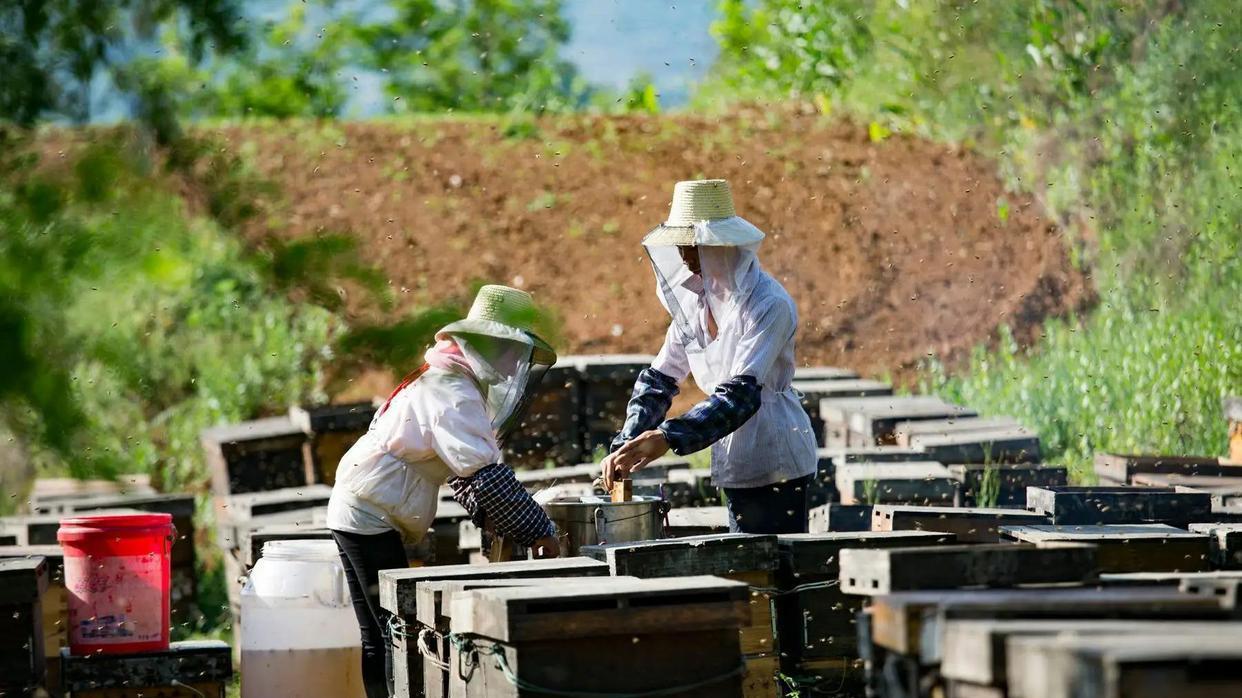 为什么总有蜜蜂围着你飞舞？其实蜜蜂的行为，都是别有用意