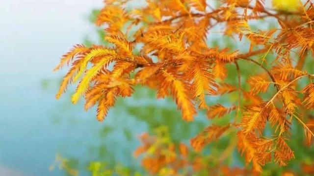 入秋后，少吃“发物”和“寒物”，多吃这4样，清润平燥不上火