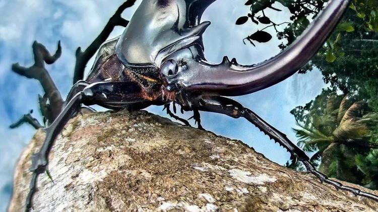 残酷的捕食行为和千奇百怪的瞬间