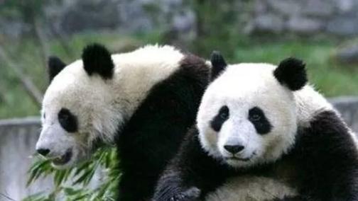 狮子和老虎为何不敢吃大熊猫？熊猫：别忘了我以前叫啥