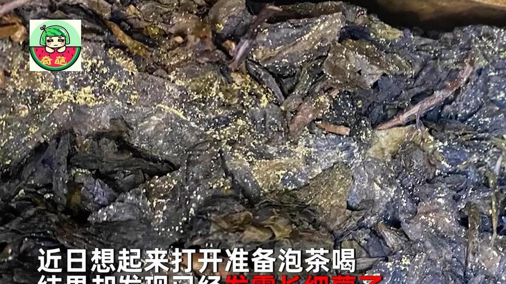 涨见识了！男子发现礼品茶发霉长菌，正欲丢弃被网友阻止：好东西