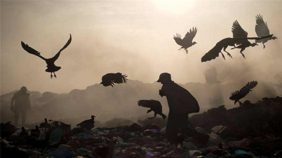 生活在垃圾场里的“巨鸟”，为何印度人宁愿饿死，也不敢吃它？