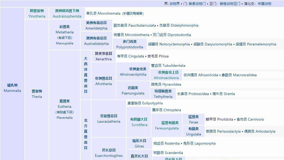 你知道吗？相比蚂蚁，白蚁其实和蟑螂的关系更近些