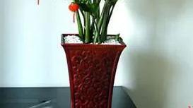 可以测-对家里好的几种花草