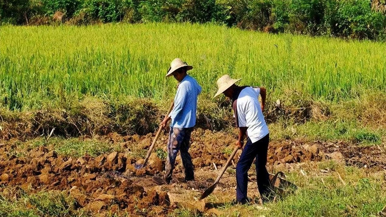 刘强东|刘强东：大量农民工失业，只是国家不知道，你怎么看待？