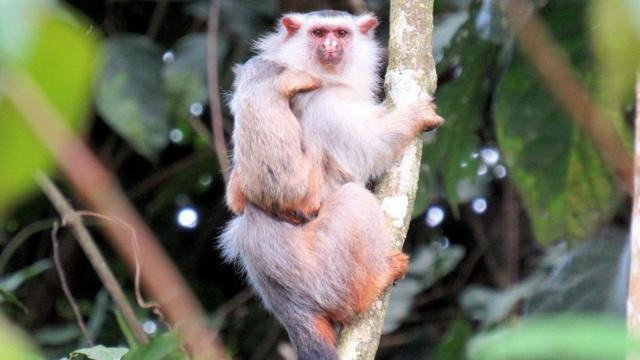 婆罗洲发现“神秘杂交猴”，科学家深感担忧：人类或是罪魁祸首！