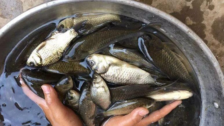 |冬季野钓鲫鱼？掌握这5个垂钓技巧，让你渔获翻倍