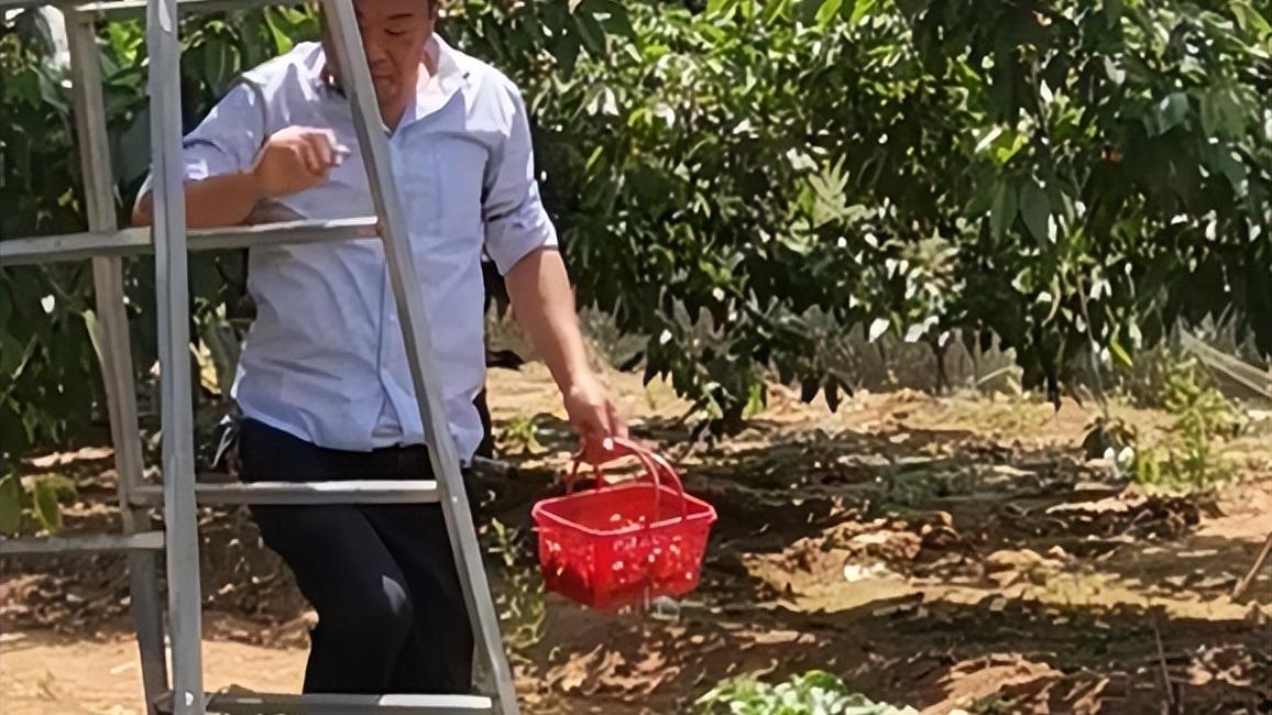 浙江男子到滕州采摘樱桃，18元一斤随便吃，摘到一半被老板娘轰走