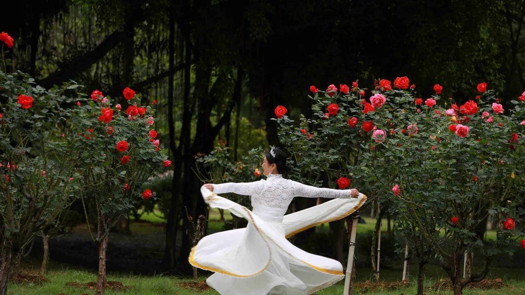 沙滩|南湖公园月季花悄然盛开，寒潮下花团锦簇更动人！| 广西旅游年卡