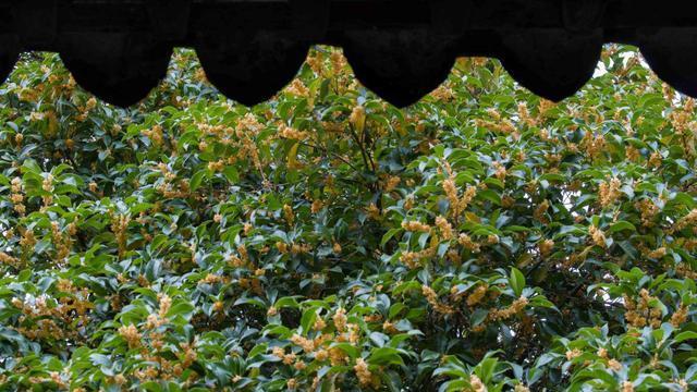 无锡|丹桂飘香时，惠山古镇的这11株百年桂花树，成就无锡氤氲的秋景