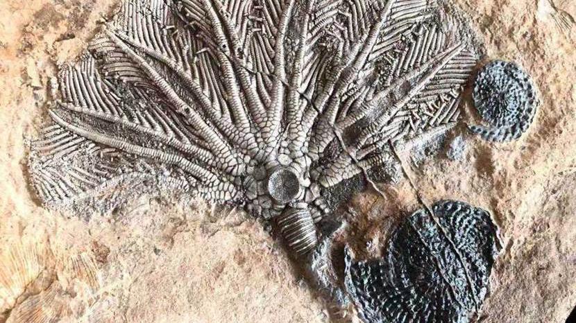 考古学家发现3亿年前的“螺丝”，镶嵌在石块中，揭开了史前奥秘