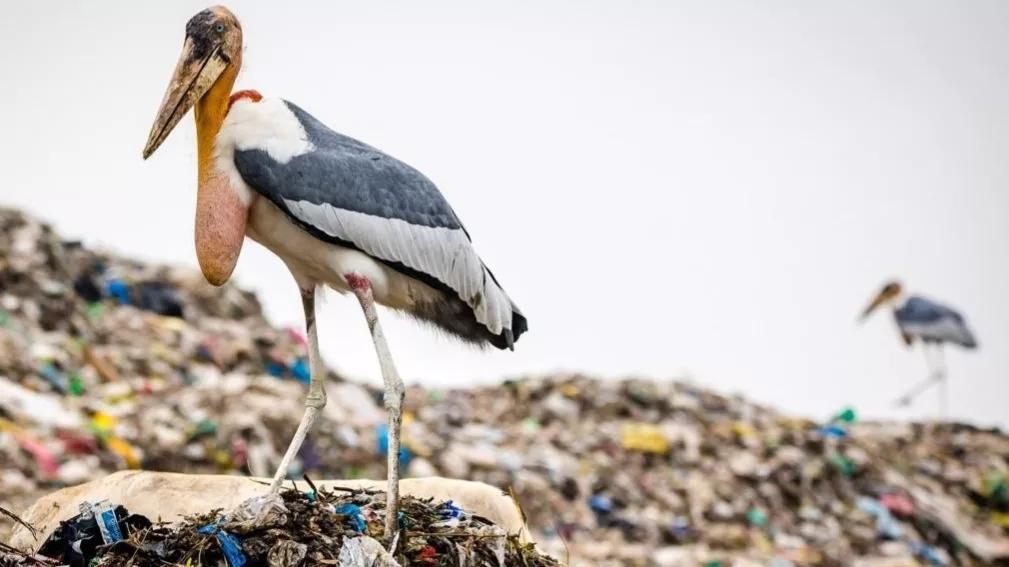 印度垃圾场养活了比人还大的鸟，当地人为何饿肚子也不吃它们？