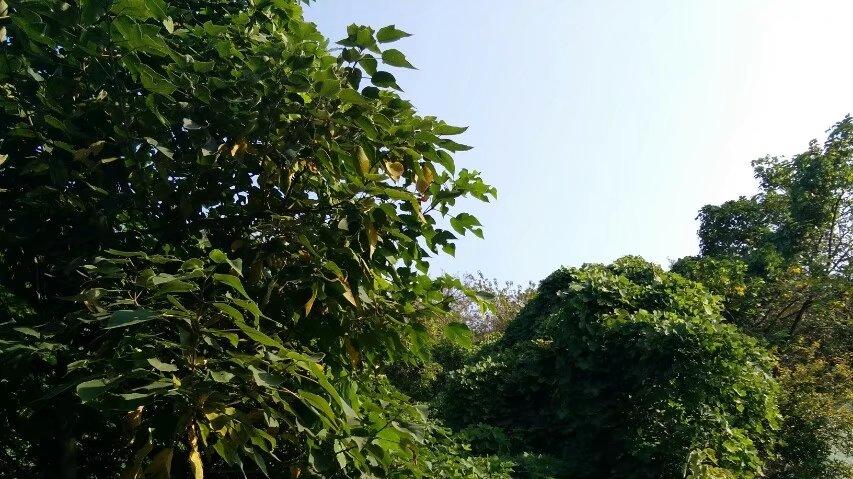 妻子经常加班，丈夫屡屡嫖娼，有时候将失足女带回家