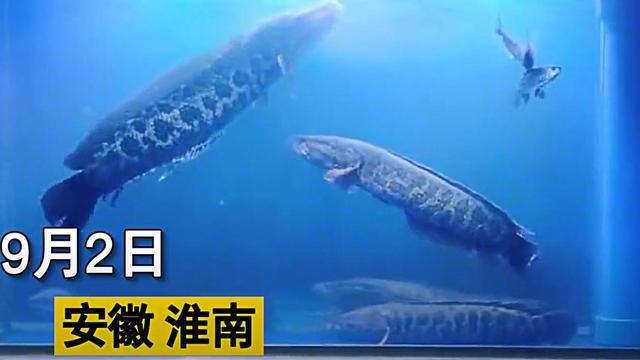 安徽男子野钓莽纹鱼，拿回家养差点“拆家”，一听品种网友秒懂