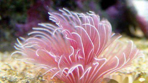 对于两足的生物的演化而言，到底结果如何？