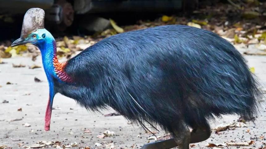盘点地球上10种致命鸟类，拥有天生的“鱼叉”，一击刺穿心脏