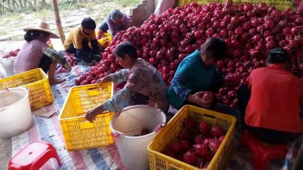 再次跌落谷底，产地一斤1元，果农发愁难卖，消费者却叫贵