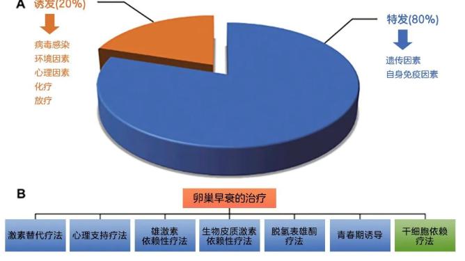 干细胞疗法，呵护女性“生命的花园”