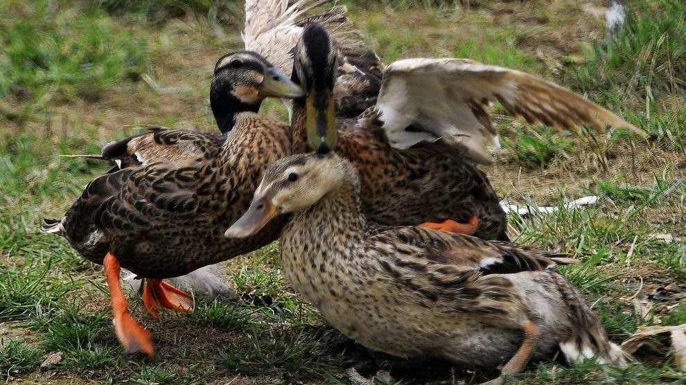 为了繁殖，动物们有多拼？猫的生殖器带刺，鸭子进化出螺旋结构