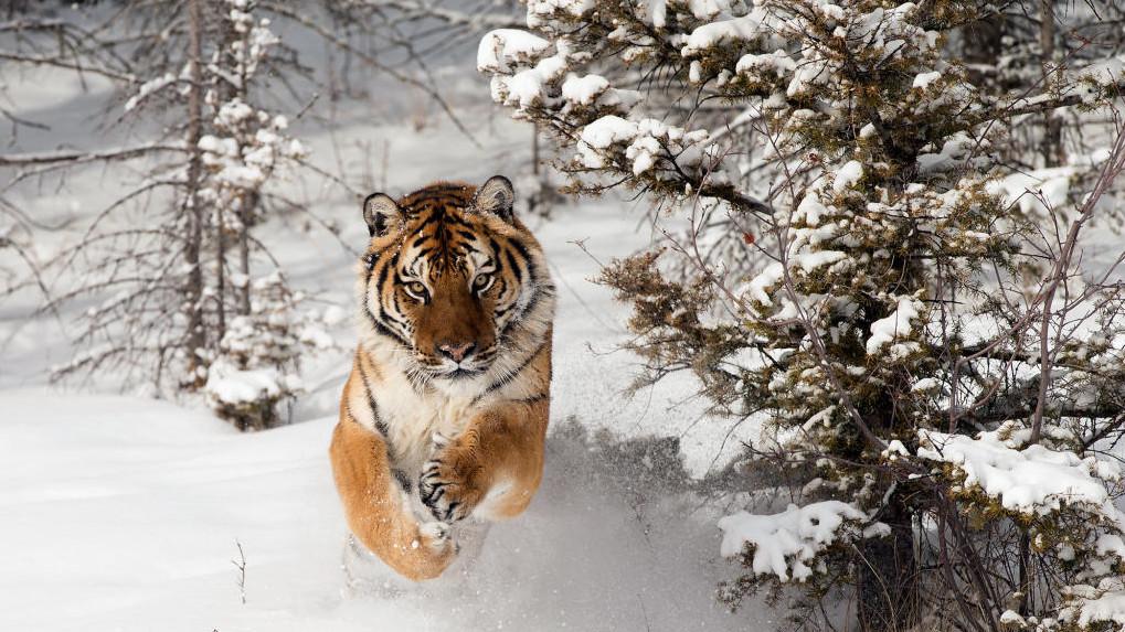 为什么有人说老虎周边不会出现大型的狼群？