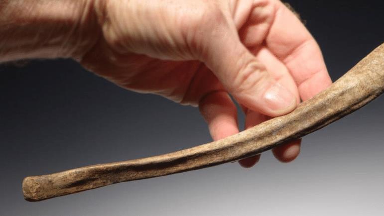 动物都有“阴茎骨”，唯独人类没有，是进化还是退化？