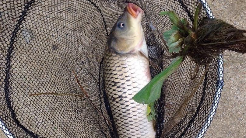 饵料|钓鱼如何留窝聚鱼？做好这五点，才能有好的渔获