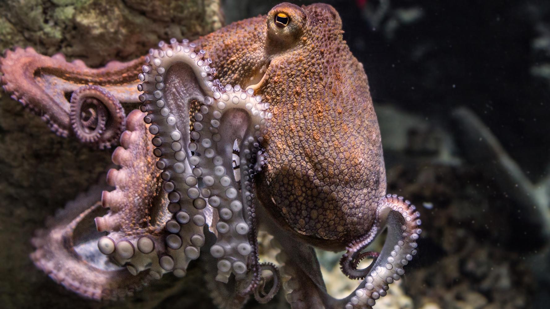 如果木卫二的海洋中存在生命，它会长成什么样？形似大章鱼