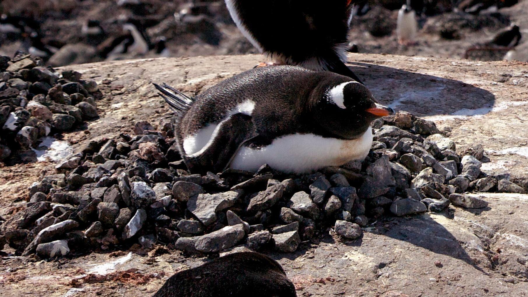 起底西方大航海时代的罪恶，受害的不只是人，好多物种也被灭绝