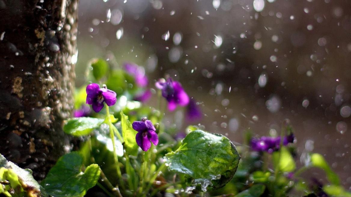 雨水真的有味道吗？为什么我们能闻到雨水的味道呢? 答案很有趣！