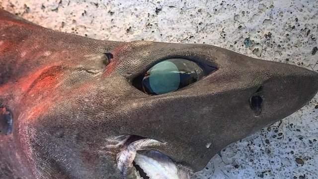 澳洲渔民捕获深海怪鲨鱼，长相酷似外星异形，它的身份仍然是谜